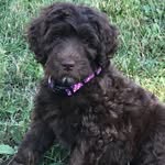 Minnie King - @minniethedoodette - Instagram