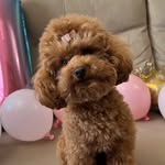 Minnie 🐾 - @minnie_little_poodle - Instagram