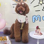 Minnie❤️ - @minnie_li_standardpoodle - Instagram