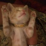 Minnielong - @minnielongobardi - Instagram