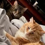 Minnie, Nugget and Major - @minnie_and_nugget_and_major - Instagram