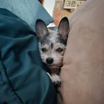 🐾 Minnie Mccoy 🐾 - @minnie_mccoy_ - Instagram