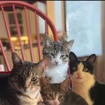 Alfie, Sally, Minnie + Nelson - @the.cat.family1 - Instagram