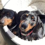🐾🐶minnie and nelson🐶🐾 - @minnie.and.nelson - Instagram