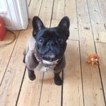 Minnie Reimann Nelson - @minnie.mus.hund - Instagram