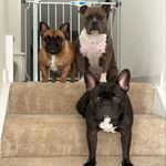 Nelson, Minnie, and Paisley - @nelson_minnie_paisley - Instagram