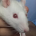 Minnie Smith 🐁 - @minni_esmith - Instagram