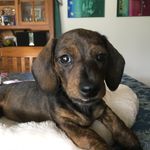Penelope  Born 7Nov2016 - @minnie__penny - Instagram