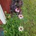 Minnie Pennington - Facebook