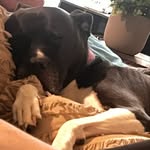 Minnie Pierce - @minnie_the_pittie114 - Instagram