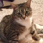 Minnie - @minnie_thecat_porter - Instagram