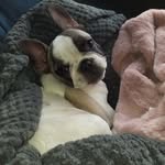 minnie👑🐕 - @minniequeen24 - Instagram