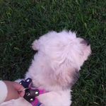 @minnie.roman.13 - Instagram