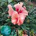 Minnie Schaeffer - Facebook
