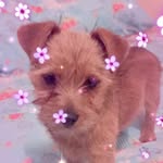 Minnie - @_minnie_sullivan_ - Instagram