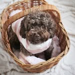 Minnie Sullivan - @minnie.the.minipoo - Instagram