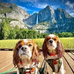 Minnie & Walter - @travelierspaniels - Instagram