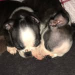 Walter and Minnie - @minnieandwalter - Instagram