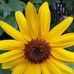 Minnie Watts - Facebook