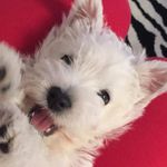 Minnie the westie - @minnie_westie - Instagram