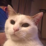 Minnie West - @_minnie_the_famous_cat - Instagram