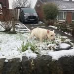 Minnie - @westhighland_terrier_minnie - Instagram