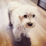 minniezabroski 🐾🐩💓 - @minnie.westiexpoodle - Instagram