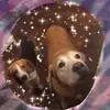 🤍Follow Minnie and Wheat dog - @wheat_and_minnie_rqueens - TikTok