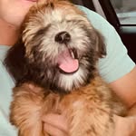 Minnie 🐶 - @minniethewheaten - Instagram