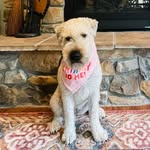 Minnie - @minnie_the_wheaten23 - Instagram