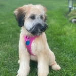 Minnie - @minniethewheaton - Instagram