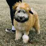 Minnie - @minniethewheatonbaby - Instagram