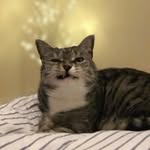 Minnie - @minniewheats_ - Instagram