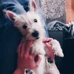 Minnie - @minniewheatsthewestie - Instagram