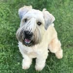 Minnie the Wheaten - @minnie.wheats - Instagram