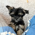 Minnie Wheat - @min_niewheat - Instagram