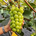 Minsub Kim - @seobinea__farm - Instagram