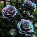 Mira smith  - Facebook