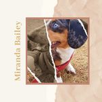 Miranda Bailey - @mirandabailey_a_dachshund - Instagram