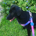 Miranda Bailey - @mirandabaileydog - Instagram