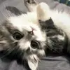 MirandaBean - @isabeseuwp2 - TikTok