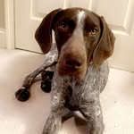 miranda/bean/baby/littlest - @miranda_gsp - Instagram