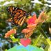 Miranda Chen - Facebook