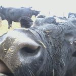 Miranda Connell - @mirnduck - Instagram