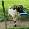 Murin  🇳🇿 - @mirandacradock - TikTok