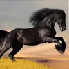 Hobbyhorse - @hobbyhorsingmiranda - TikTok