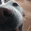 Miranda<3 - @miranda.ingram_ - TikTok