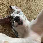 Miranda Lindsey - @boxersmama - Instagram