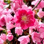 Miranda的花花世界🌸 - @miranda_littlegarden - Instagram