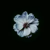 Miranda Montes - @miranda.montes55 - TikTok
